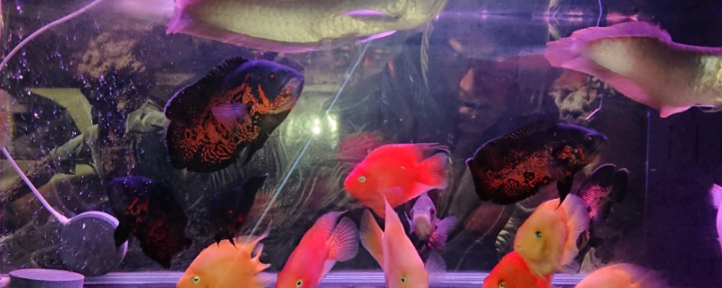 地圖魚怎么分公母，地圖魚雌雄區(qū)分方法