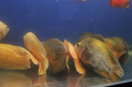 剛買回來(lái)地圖魚怎么養(yǎng)