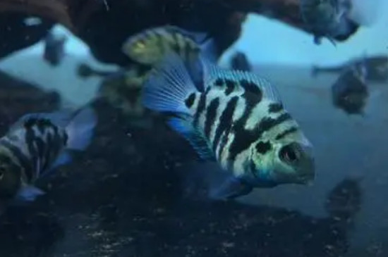迷你鸚鵡魚禁忌