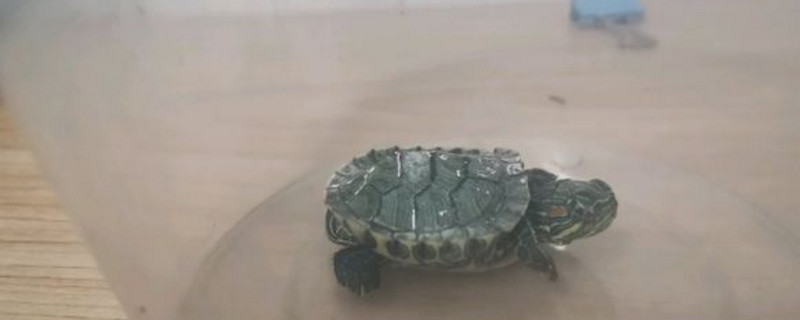 如何與巴西龜溝通