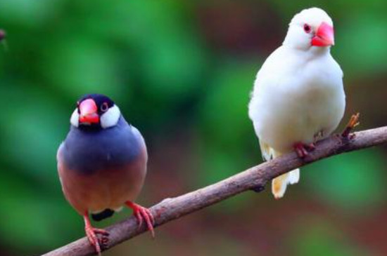 白文鳥怎么分公母