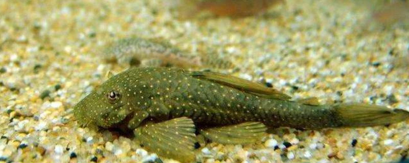 清道夫魚(yú)為什么不容易死