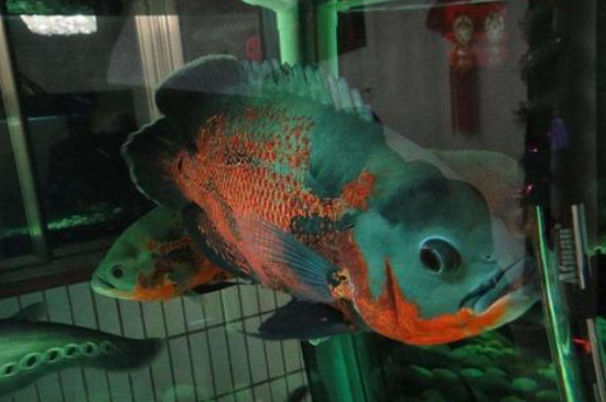 地圖魚怎么分公母，地圖魚雌雄區(qū)分方法