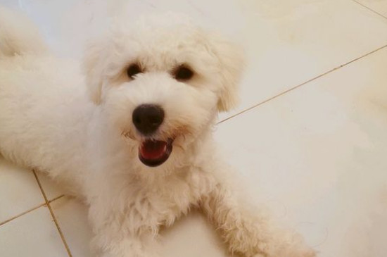 比熊犬適合養(yǎng)一對嗎
