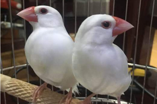 白文鳥(niǎo)為什么身上老抖