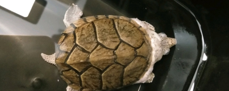剃刀龜幾年成年