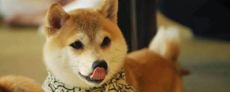 柴犬幼崽怎么辨別真假
