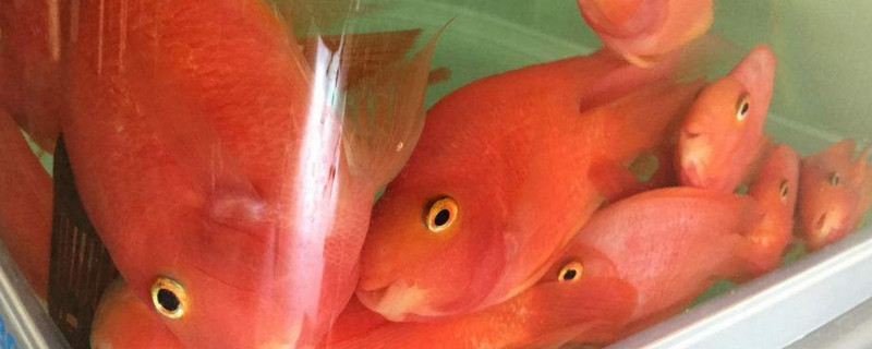 鸚鵡魚禁忌