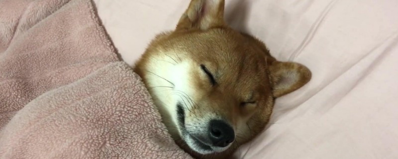 柴犬幾個(gè)月開始補(bǔ)鈣