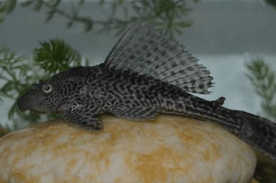 清道夫吃魚嗎