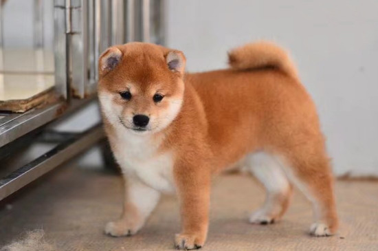 柴犬要養(yǎng)到多大才聽話