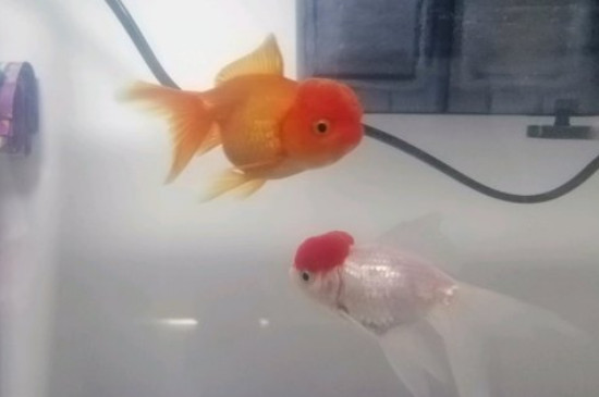 金魚換鱗嗎