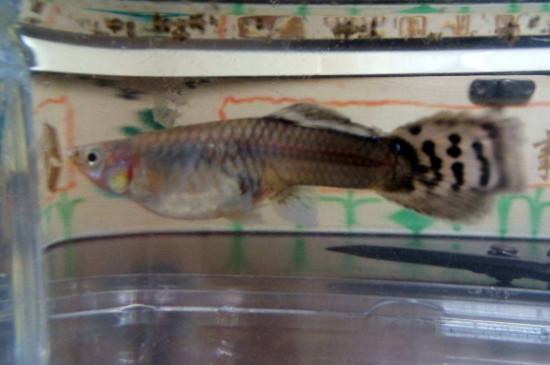 孔雀魚難產(chǎn)怎么辦