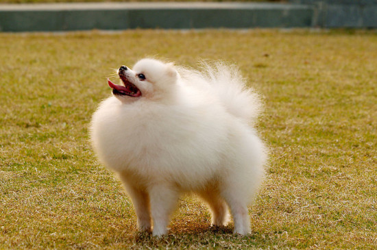 博美犬如何訓(xùn)練