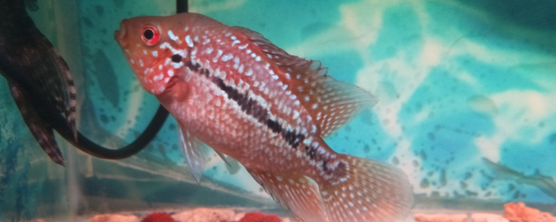 羅漢魚(yú)25度可以嗎