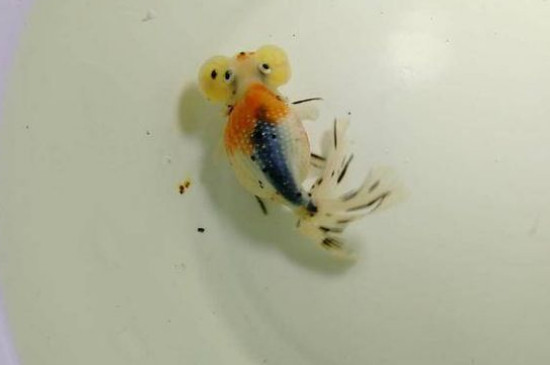 金魚的記憶有多久