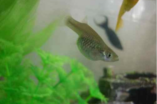 孔雀魚冬天生不生小魚