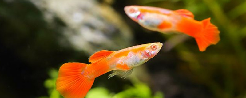 孔雀魚能吃蛋黃嗎