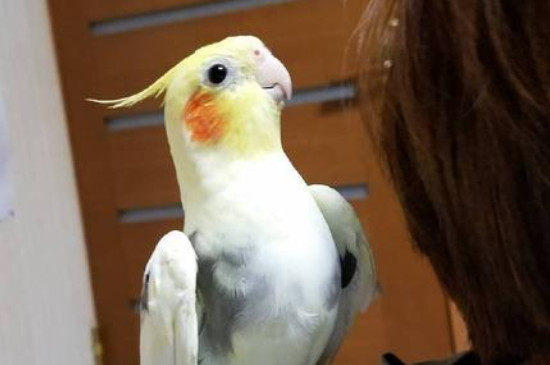 玄鳳幾個(gè)月能吃干小米