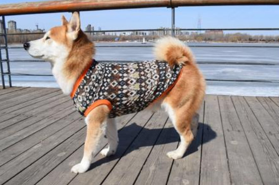 柴犬每年幾月份掉毛