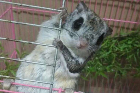 飛鼠是什么類的動物