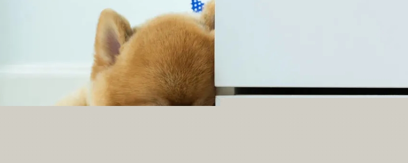 為什么主人一醒狗就知道