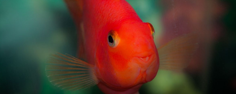 鸚鵡魚身上有白霜