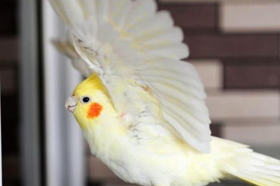 玄鳳鸚鵡幾個月會飛
