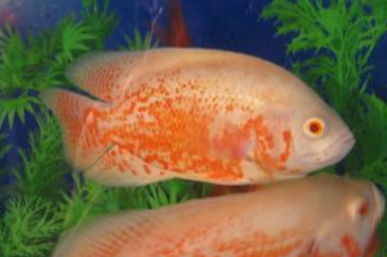 地圖魚排卵后怎么辦