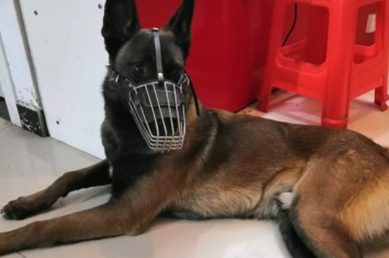 馬犬靠什么分別主人
