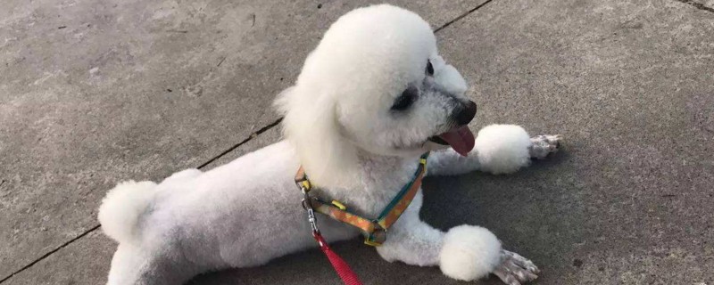 貴賓犬訓(xùn)練方法