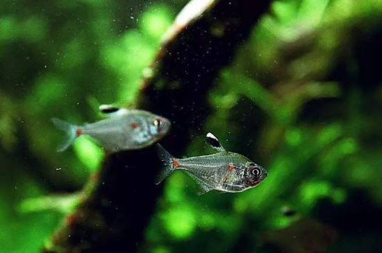 魚缸硝酸鹽高怎么辦，降低魚缸硝酸鹽的方法