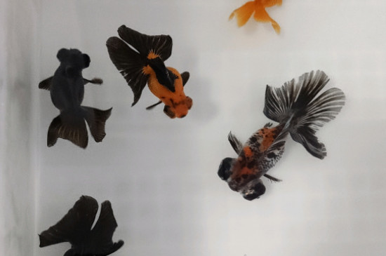 金魚能活多久