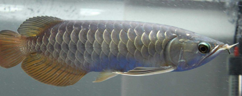 銀龍魚的飼養(yǎng)方法，飼養(yǎng)銀龍魚的技巧