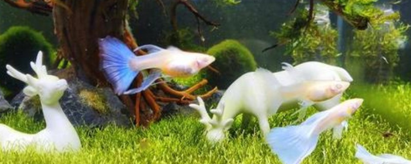 孔雀魚是一次都生完嗎
