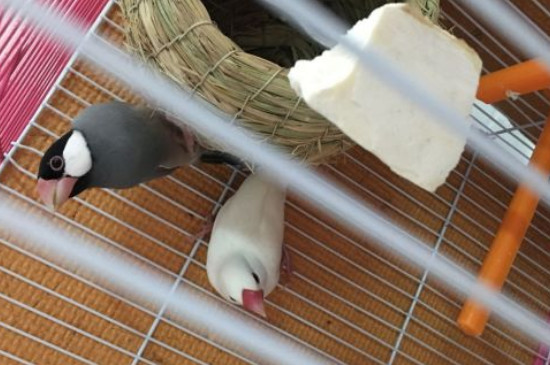 文鳥(niǎo)吃什么能讓嘴更紅
