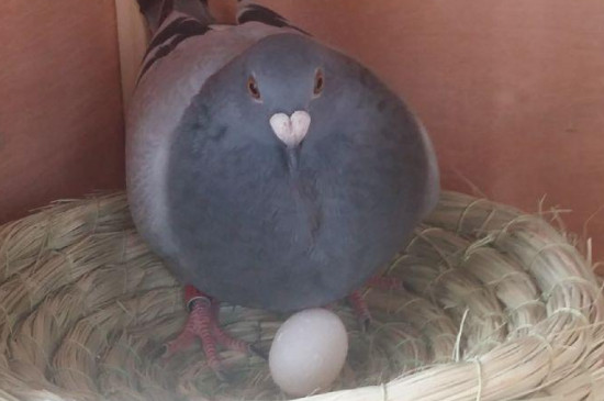 鴿子咕咕叫多久下蛋