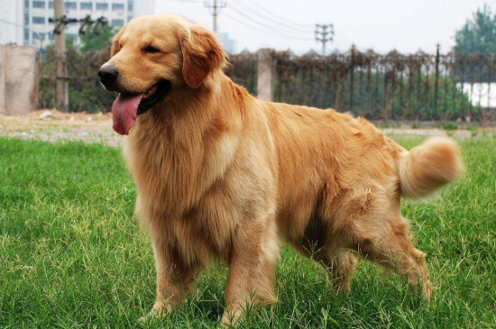 金毛尿頻是怎么回事，金毛犬突然頻繁小便的原因分析