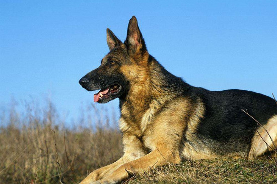德牧犬怎么看純不純，怎樣區(qū)分德牧純不純