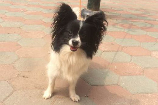 蝴蝶犬怎么訓(xùn)練