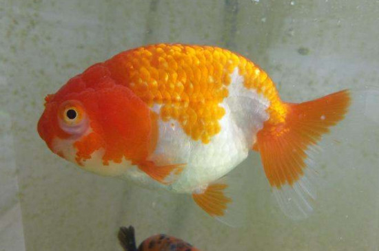 金魚褪色后能恢復(fù)嗎