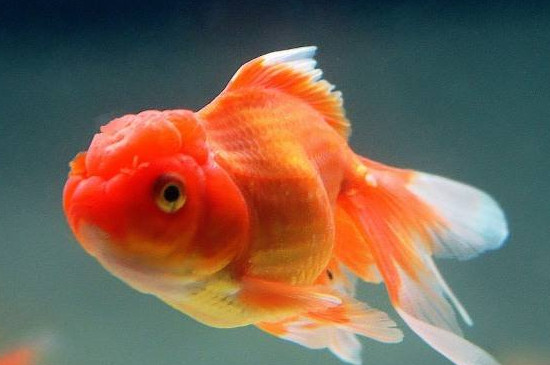 怎么養(yǎng)金魚(yú)