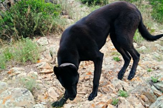 黑馬犬是怎么培育出來的