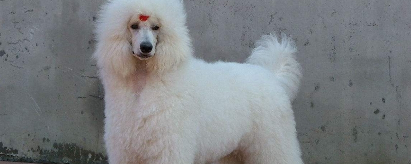 貴賓犬掉毛程度