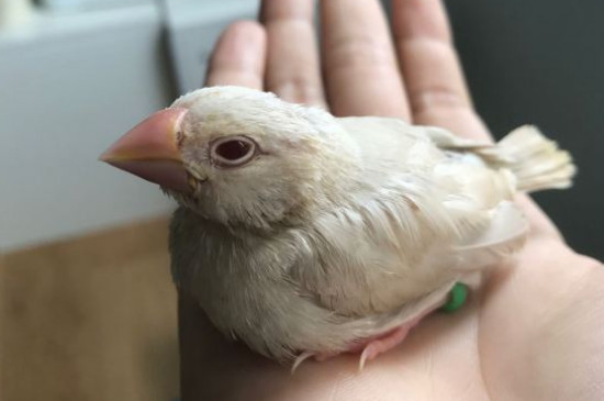灰文鳥拉水便怎么辦啊