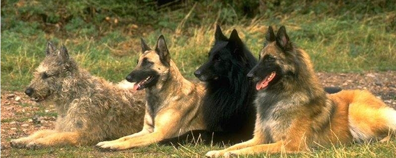 高狼犬和中亞牧羊犬的區(qū)別