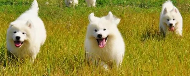 狗狗可以吃獼猴桃不