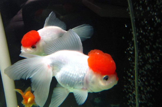 鶴頂紅金魚能長到多大