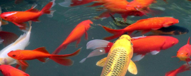 孔雀魚能吃錦鯉飼料嗎