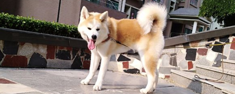 養(yǎng)秋田犬需要準(zhǔn)備什么